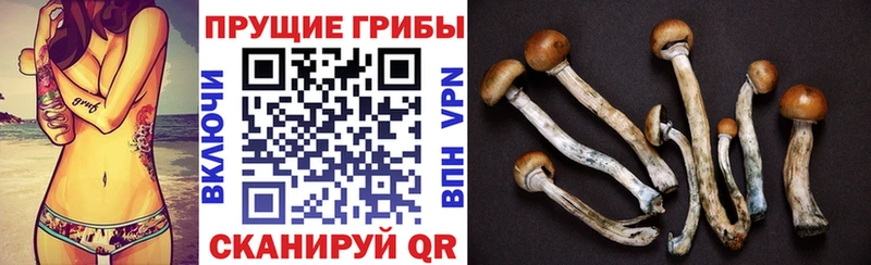 Псилоцибиновые грибы мицелий Грязовец